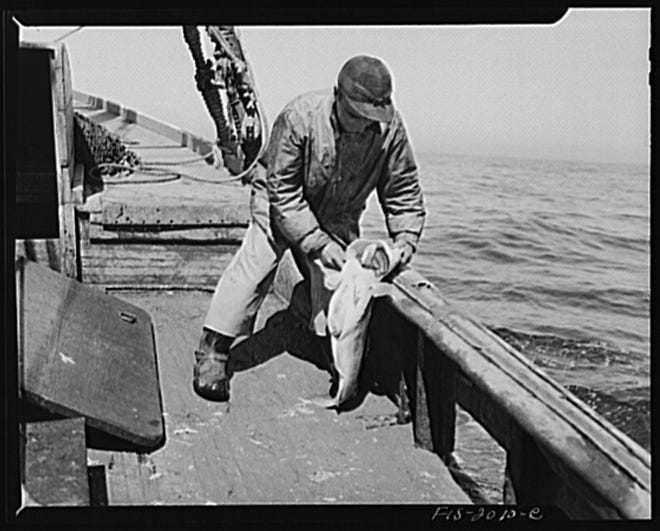Provincetown, Massachusetts. Aboard the Frances and Marion, a Portuguese drag trawler, fishing off Cape Cod. The Portuguese master cleaning a cod. (April 1942)